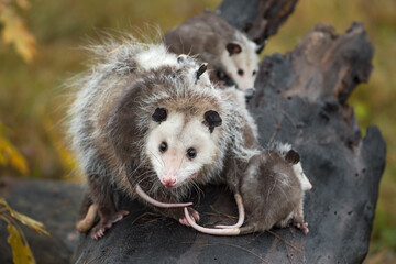 Virginia Opossum (Didelphis virginiana) Looks Out Surrounded by Joeys Autumn