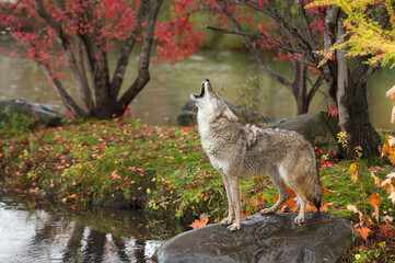 Coyote (Canis latrans) Stands on Rock Head Up Howling Autumn