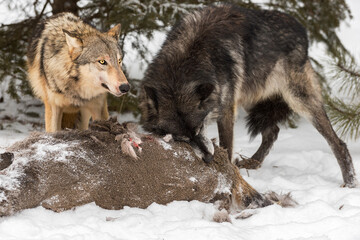 Grey Wolf (Canis lupus) Looks Up While Black Phase Takes Bite of White-Tail Deer Carcass Winter