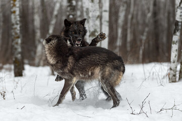 Obraz premium Black Phase Grey Wolf (Canis lupus) Jumps on Wolf Teeth Bared Winter