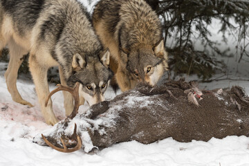 Grey Wolves (Canis lupus) Look Up Over White-Tail Deer Carcass Winter