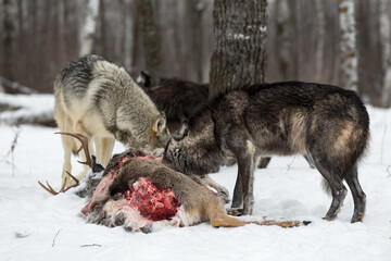Grey Wolves (Canis lupus) Noses in White-Tail Deer Carcass Winter