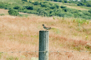 Sparrow eating cereal perched on a trunk of a wire fence in the field