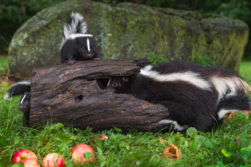 Adult Striped Skunk (Mephitis mephitis) and Kits In and On Log Summer