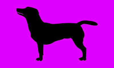 Dog vector silhouette  collection graphics 