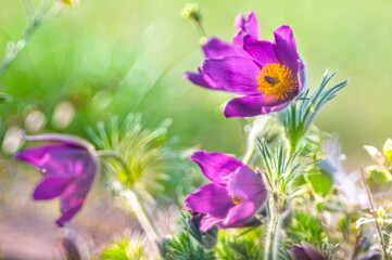 spring flowers in the meadow