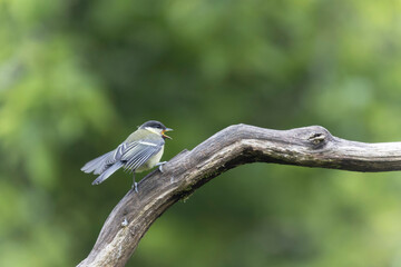 Great Tit Parus major, a passerine bird, perched or feeding a young bird