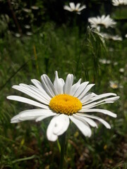 Obraz premium daisy flower