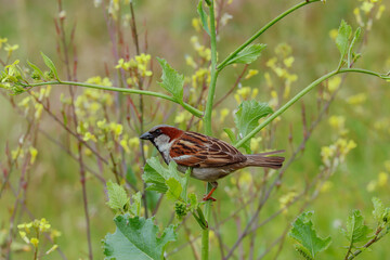 sparrows perched on some plants with yellow flowers in the field