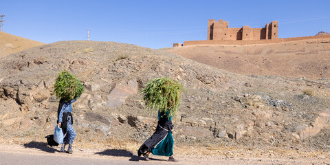 Lugareñas marroquíes llevando forraje para el ganado en la cabeza
