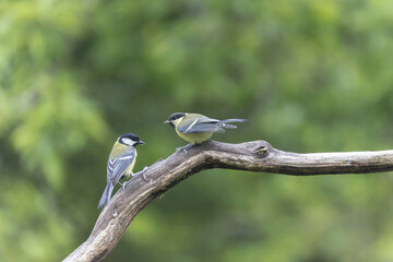 Great Tit Parus major, a passerine bird, perched or feeding a young bird