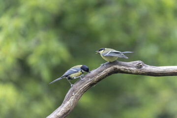 Great Tit Parus major, a passerine bird, perched or feeding a young bird