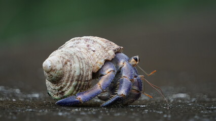 ひょこひょこ歩くムラサキオカヤドカリ

