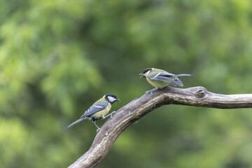 Great Tit Parus major, a passerine bird, perched or feeding a young bird