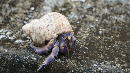 綺麗なフォーム、ムラサキオカヤドカリ
