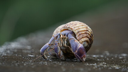 ムラサキオカヤドカリのお散歩
