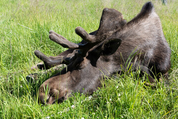 A beautiful moose in an Alaska park