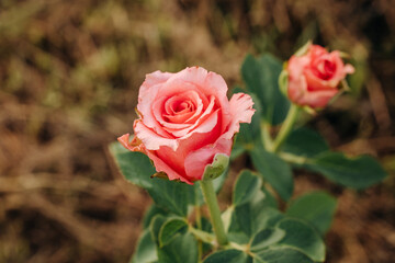 Bright pink flower in the green grass in the garden. Rose in the garden. 
