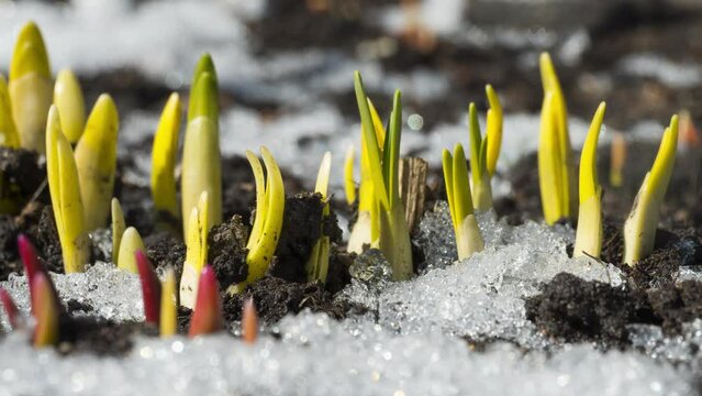 Footage of melting snow in spring. The first spring flowers grow in the garden, timelapse