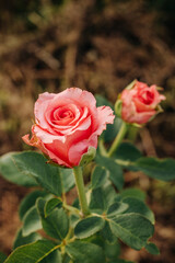 Bright pink flower in the green grass in the garden. Rose in the garden. 