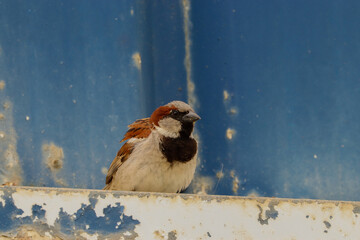 Sparrow perched on a roof of an industrial building
