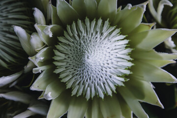 Close up of blooming Protea plant. Exotic and tropical Sugarbush flower. 