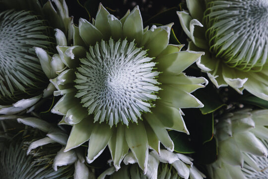 Close up of blooming Protea plant. Exotic and tropical Sugarbush flower. 