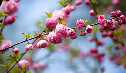 Branch of cherry blossoms against the blue sky