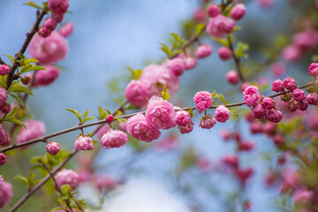 Branch of cherry blossoms against the blue sky