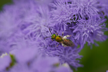 Insect on Plant