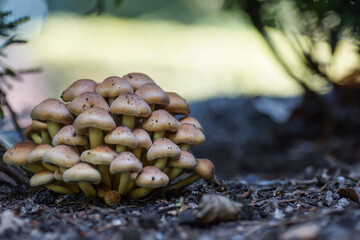 Pilze
