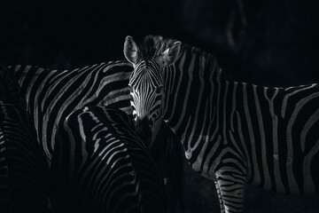 zebra in wild, black and white - obrazy, fototapety, plakaty