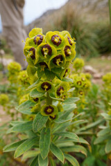 Blüte eines Wolfsmilchgewächs, Euphorbia gesehen auf dem Fernwanderweg GR 221 Ruta de Pedra en Sec in der Serra der Tramuntana auf Mallorca.