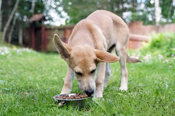 Red dog puppy eats food on the grass