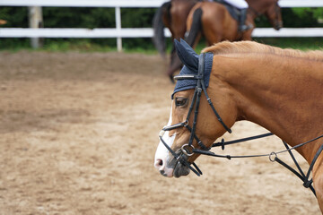 Fototapeta premium Horse's head in portraits from the front in close-up with rider, bridle and ear cap.