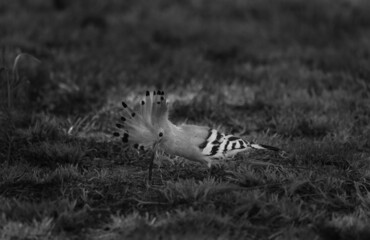 Upupa Balck and White