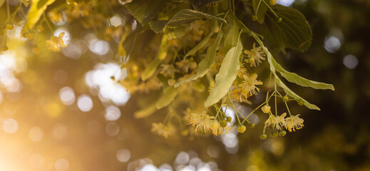 Linden blossom, setting suns and a place for text