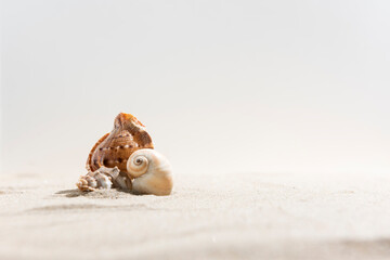 Sea shells on sand on white background