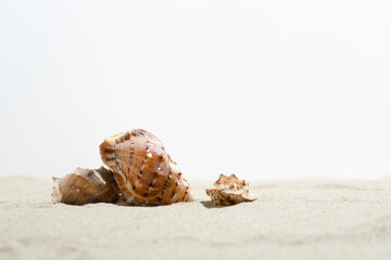 Sea shells on sand on white background