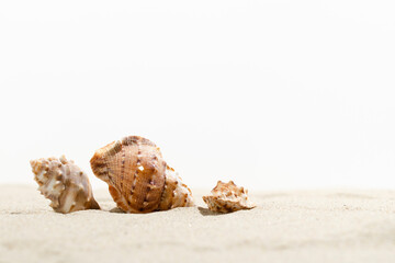 Sea shells on sand on white background