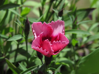 Flowering pink petunia