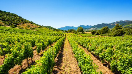 Panorama of a vineyard in spring. Agriculture.