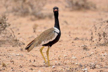 Male Northern Black Korhaan in the Kgalagadi, South Africa