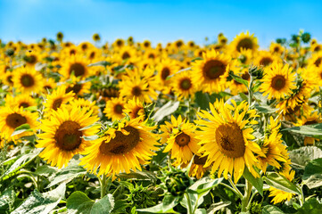 Obraz premium field of sunflowers