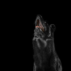 German Shepherd Dog Isolated on Black Background