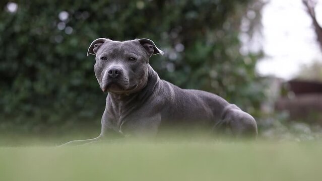 English Staffordshire Bull Terrier Lies Down in Grass in Green Garden. Attentive Blue Staffy Outside. Adorable Pet Outdoors.