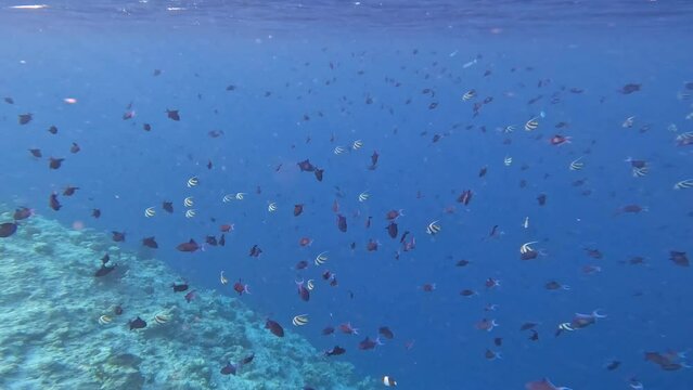 Shoal of Redtoothed Triggerfish and Pennant Coralfish in Indian Ocean. Underwater Life of Group of Aquatic Animals.