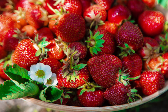 Harvest strawberries in the garden. Selective focus.
