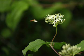 Obraz premium hover fly flying to a blooming dogwood