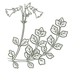 Decorative botanical element sketch hand drawn vector